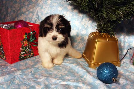havanese-puppies